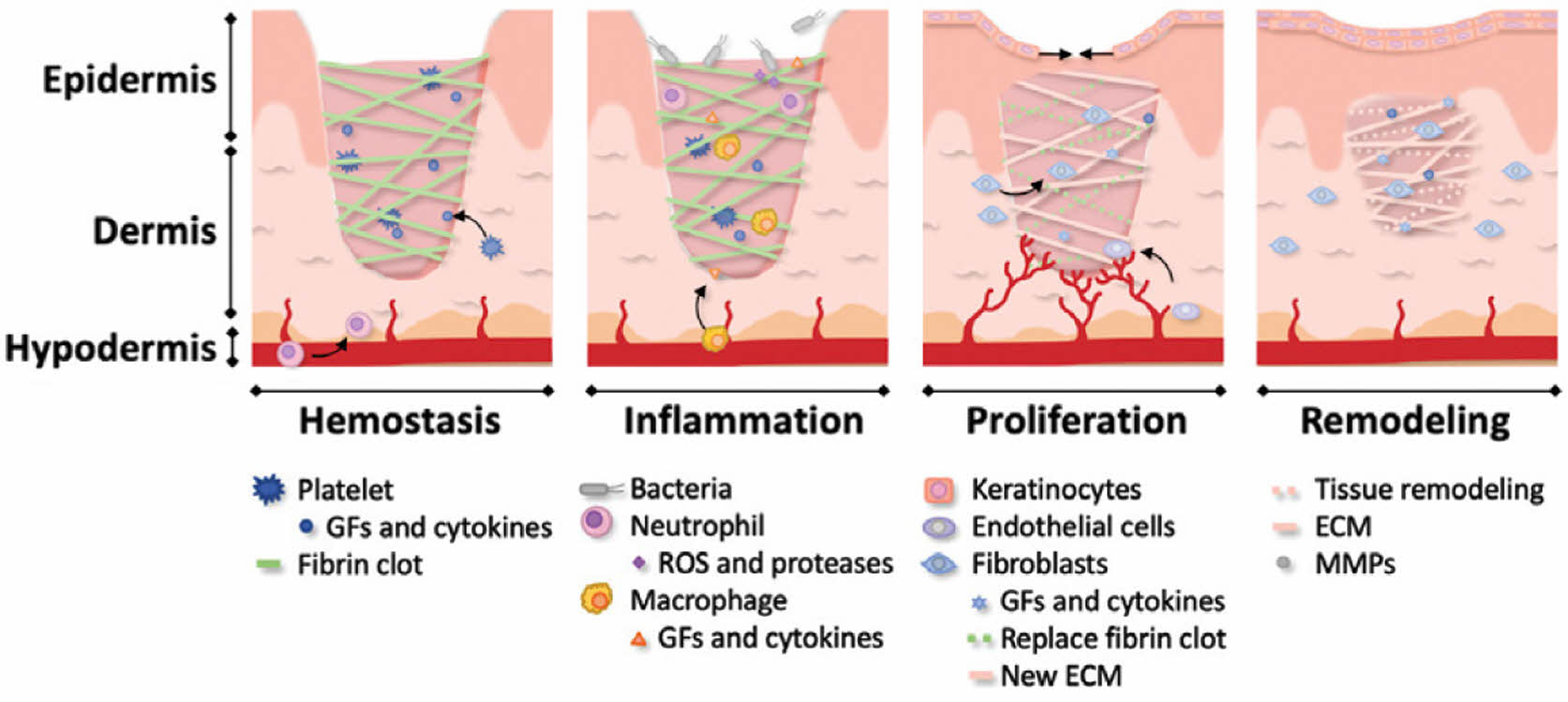 Schematic Representation Of The Four Phases Of Wound Healing Schematic Representation Of The Four Phases Of Wound Healing